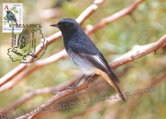 Black Redstart (Phoenicurus ochruros)